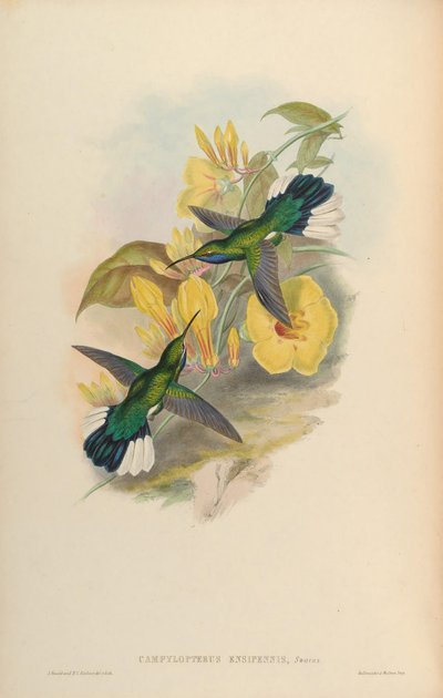 Campylopterus ensipennis by John Gould